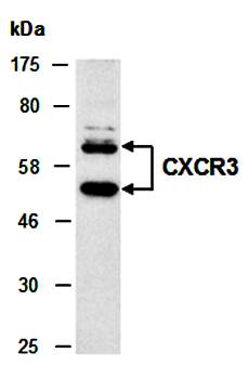 CXCR3 (M) Antibody, Rabbit Polyclonal