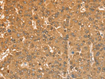 CXCR4 Antibody