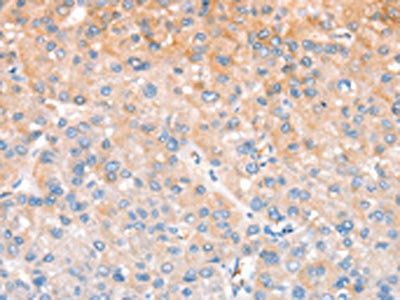 CXCR4 Antibody