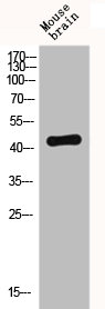 CXCR4 Antibody