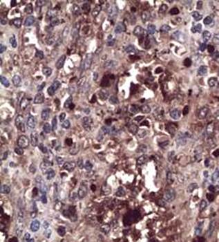 CXCR4 antibody