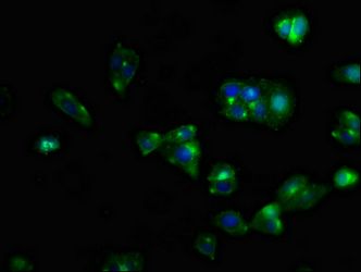 CXCR5 Antibody