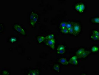 CXCR5 antibody