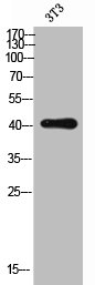 CXCR5 antibody