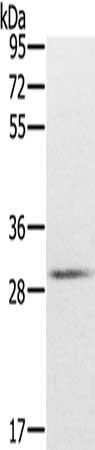 CXXC5 antibody