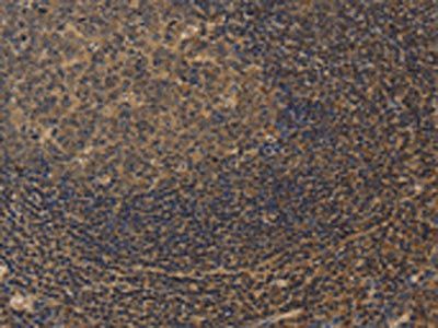 CXXC5 Antibody