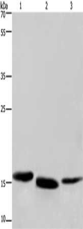 CYB5A Antibody