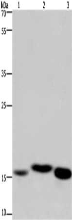 CYB5A Antibody