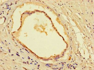 CYB5R1 Antibody