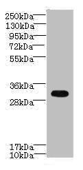 CYB5R2 antibody