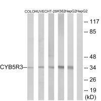 CYB5R3 antibody