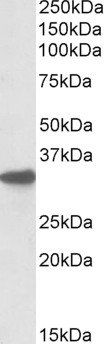 CYB5R3/Dia 1 (mouse) Antibody