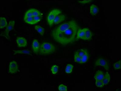 CYBA Antibody