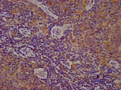 CYBA Antibody