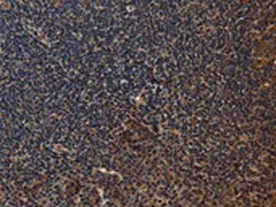 CYBA Antibody