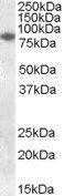 Goat anti-CYBB / GP91-PHOX Antibody