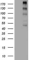CYBC1 Antibody