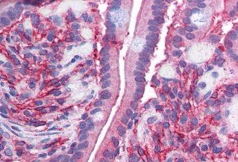 Goat anti-Cytochrome b reductase 1 Antibody