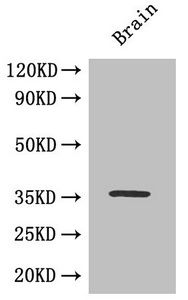 Cyclic AMP-responsive element-binding protein 1 antibody