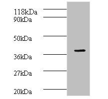 Cyclic AMP-responsive element-binding protein 1 antibody