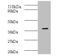 CREB1 Antibody