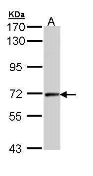 Cyclin T2 antibody [C2C3], C-term