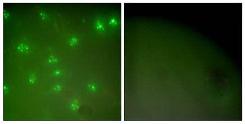 Cyclin A Antibody