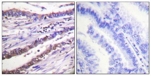 Cyclin A Antibody