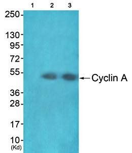 Cyclin A antibody
