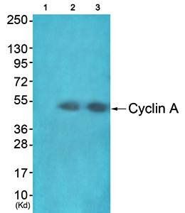 Cyclin A Antibody