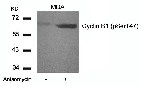 Cyclin B1 (phospho-Ser147) Antibody