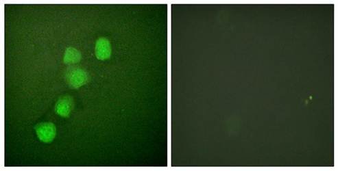 Cyclin E1 (Ab-395) Antibody