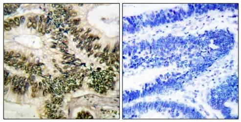 Cyclin E1 (Ab-395) Antibody