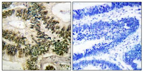 Cyclin E1 antibody