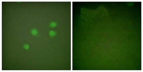 Cyclin E1 antibody