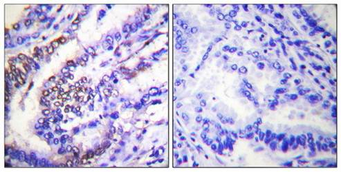 Cyclin E1 antibody