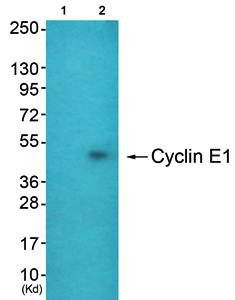 Cyclin E1 Antibody