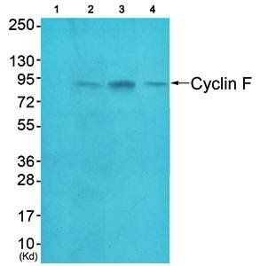 Cyclin F antibody