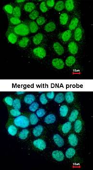 cyclin T2 antibody