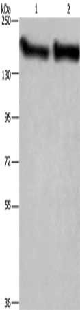 CYFIP2 antibody