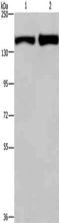 CYFIP2 antibody