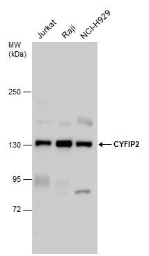 ZC3H12A antibody [N3C3]