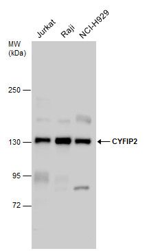 ZC3H12A antibody