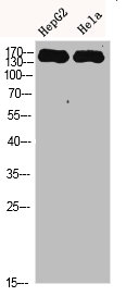 CYFIP2 Antibody