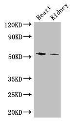 CYP11B1 Antibody