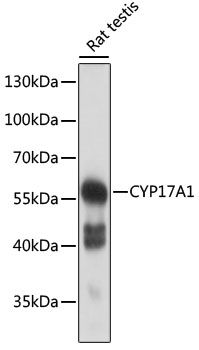 CYP17A1 antibody