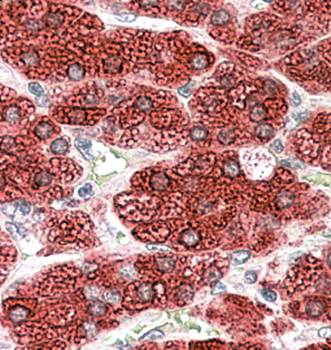 Goat anti-CYP17A1 Antibody