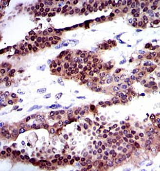 CYP1A1 Antibody