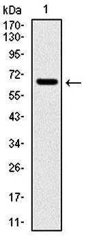 CYP1A1 Antibody