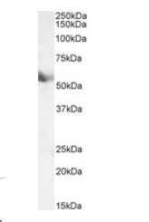 Goat anti-cytochrome P450 1A1 (mouse) Antibody